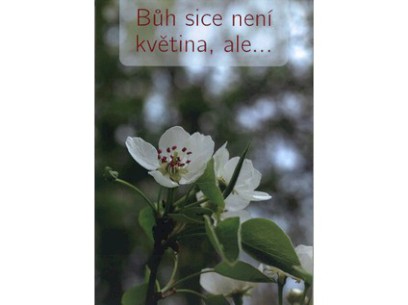 3542_BUH SICE NENI KVETINA